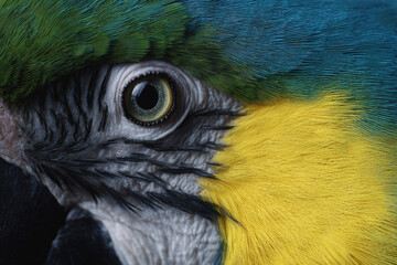 Close up of parrot eye with vibrant plumage