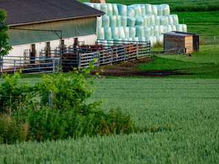 Silageballen lagern vor einem Kuhstall