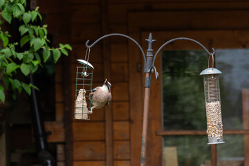 blue jay on bird feeder