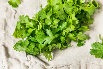 Organic Raw Green Cilantro Herbs