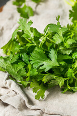 Organic Raw Green Cilantro Herbs