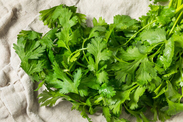 Organic Raw Green Cilantro Herbs
