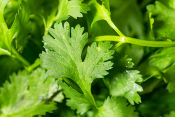 Organic Raw Green Cilantro Herbs