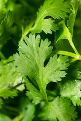 Organic Raw Green Cilantro Herbs