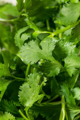 Organic Raw Green Cilantro Herbs