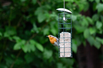 robin on bird feeder