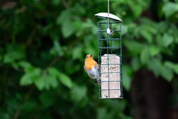 bird on feeder