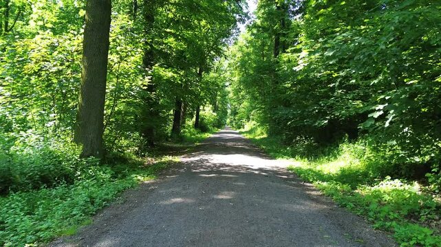 path in green fresh natural forest