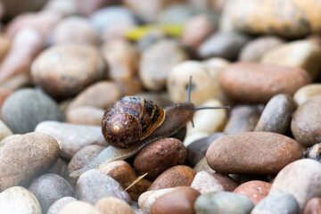 snail on garden pebbles