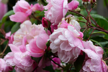 pink roses after the rain 