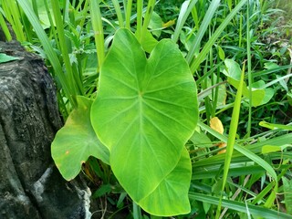 Broad green leaves of a plant grow near a wooden log amidst tall grass.