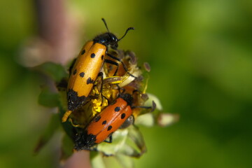 ladybird on a leaf