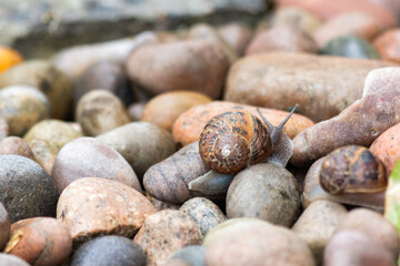 snail on pebbles 