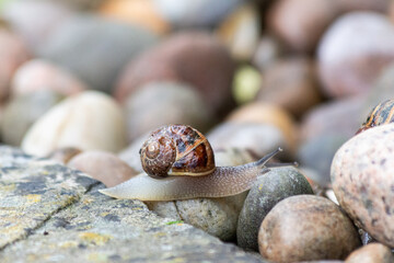 snail on the stone garden path