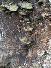    Whispers on Wood