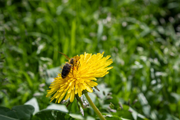 Bee pollinating yellow dandelion in sunny meadow
