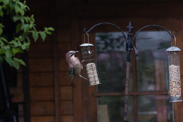 blue jay on bird feeder
