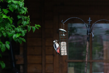 woodpecker on bird feeder in garden