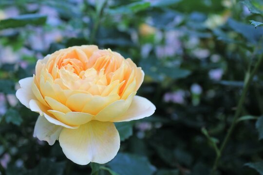 beautiful yellow rose flower close-up with green leaves