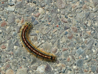 Ringed moth- strikingly colored caterpillar with light yellow hairs, becomes a butterfly from the family of the brood moths. Copy space.