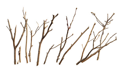 Dry branches on willow tree, macro close-up, wood texture, natural design, organic shape, tree bark, rustic scene, nature backdrop, vector illustration.