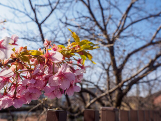 Cherry blossoms blooming under a clear blue sky in early spring, Japan.