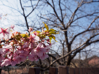 Pink cherry blossoms blooming in spring under clear blue skies in Japan