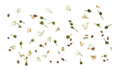 Isolated flying chive on white background, dry chive vector illustration, organic herb, vegetable, chive texture, fresh herbs, nature plant, green chives, culinary herbs, edible plants.