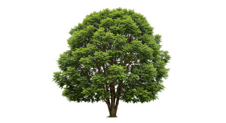 Tree isolated on white