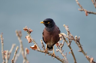 blackbird (common myna) on a branch, Delicate depiction of feathers