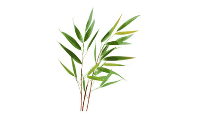 Young green bamboo rattan leaves isolated on white, dry and dried bamboo, tropical plants vector illustration, bamboo leaves texture, nature decor, botanical illustrations.