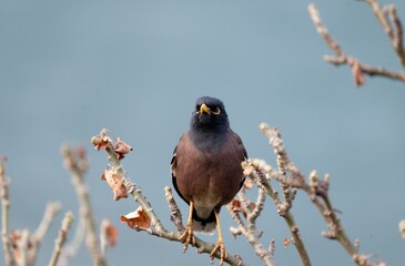 blackbird (common myna) on a branch, Delicate depiction of feathers