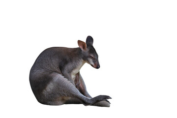 A wallaby is sleeping isolated on transparent background png file