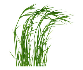 Isolated fresh green grass texture on white background, vector illustration, grass texture, nature, eco-friendly design, greenery, organic texture, environmental illustration.