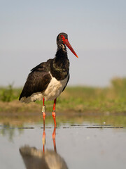 Black stork, Ciconia nigra