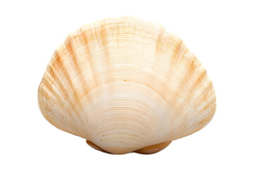 Detailed close up of a single, smooth seashell.  Perfect for summer, beach, ocean, nature, and coastal themes.