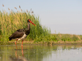 Black stork, Ciconia nigra