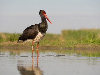 Black stork, Ciconia nigra