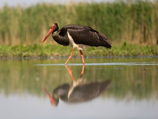 Black stork, Ciconia nigra