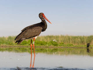 Black stork, Ciconia nigra