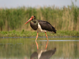 Black stork, Ciconia nigra