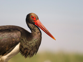 Black stork, Ciconia nigra