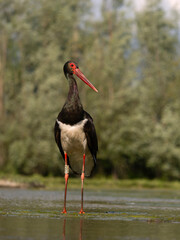 Black stork, Ciconia nigra