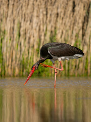 Black stork, Ciconia nigra