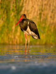 Black stork, Ciconia nigra