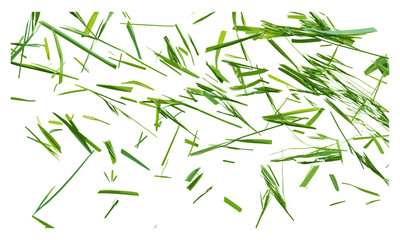 Wild grass isolated on white background, green texture, top view, vector illustration, grass texture, plant design, nature, outdoor elements, natural beauty, organic vegetation.