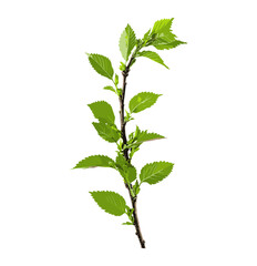 Green elm tree twig, branch with leaves isolated, vector illustration, clipping path, natural elements, tree design, botanical illustration, green nature, foliage artwork, eco-friendly vector.