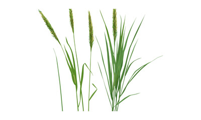 Green grass, reed isolated on white background, texture, clipping path, vector illustration, nature, plant silhouette, botanical design, eco-friendly, green leaves, stock photo, nature vector.
