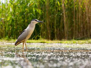 Obraz premium Black-crowned night heron, Nycticorax nycticorax
