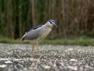Black-crowned night heron, Nycticorax nycticorax